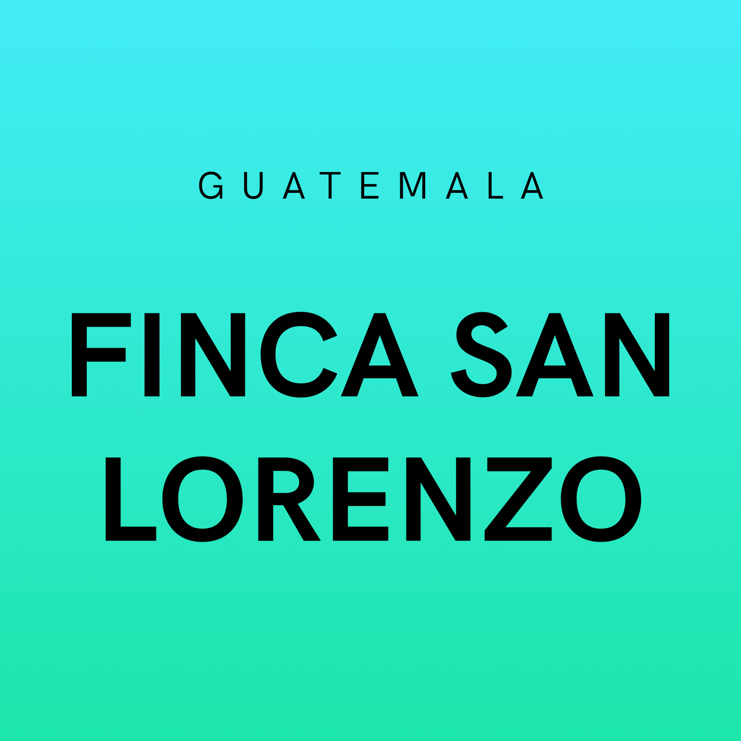Guatemala Finca San Lorenzo