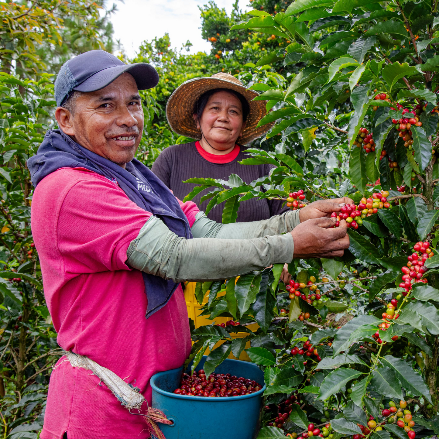 Colombia Finca El Paraiso
