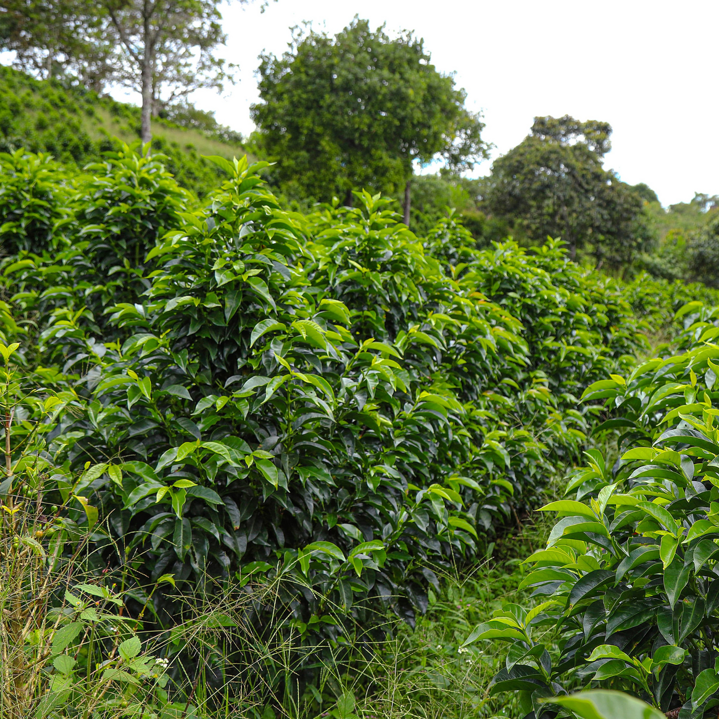 Colombia Finca El Paraiso