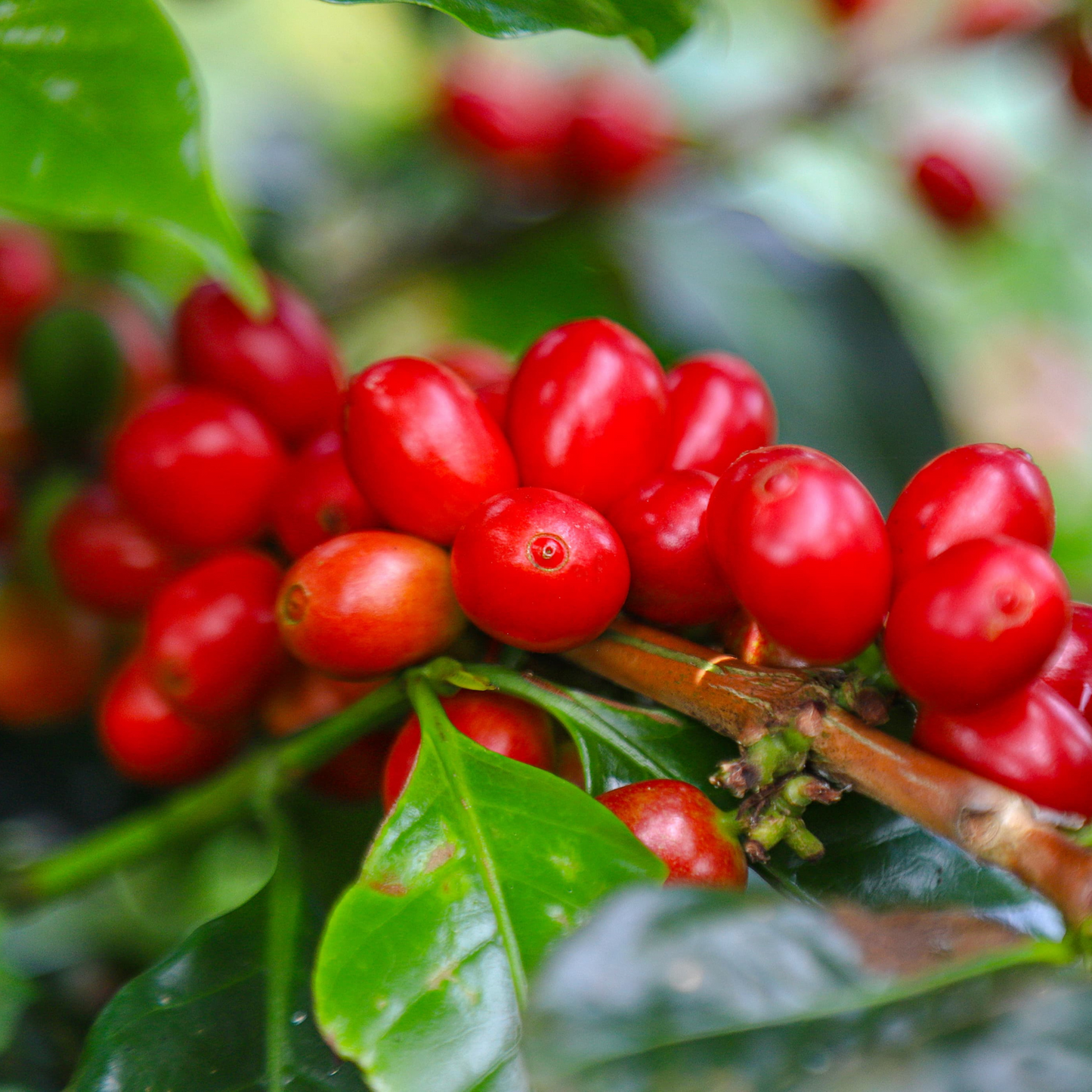 Colombia Finca El Paraiso
