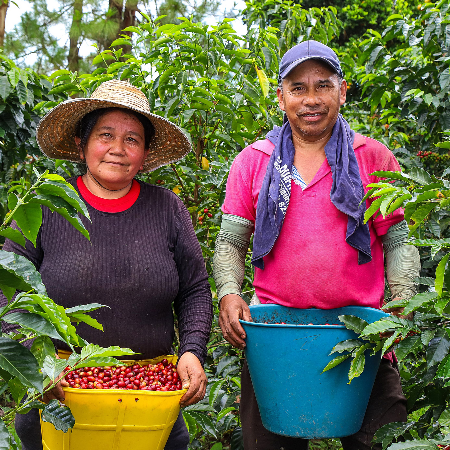 Colombia Finca El Paraiso
