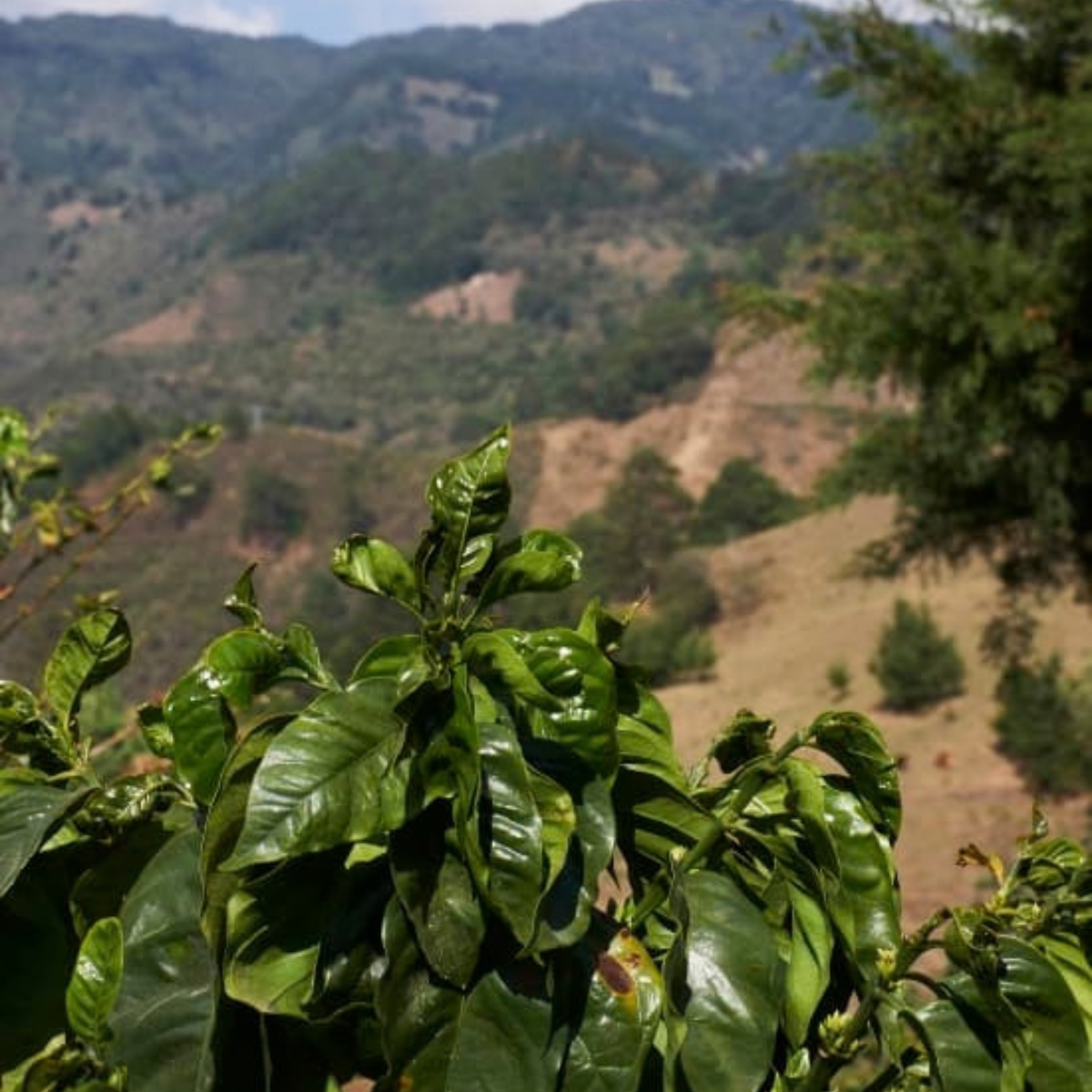 El Salvador Finca Milady
