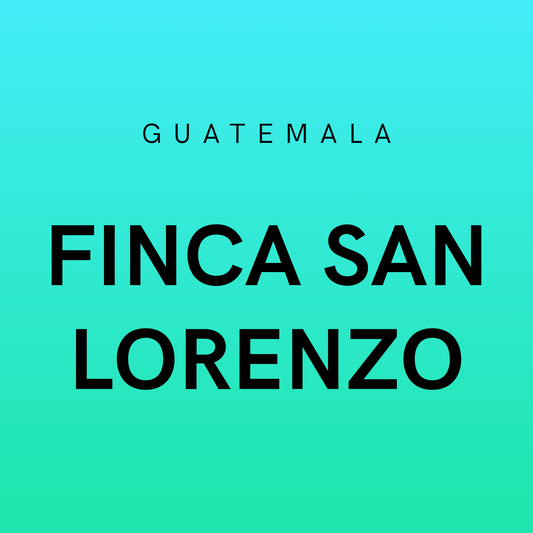 Guatemala Finca San Lorenzo