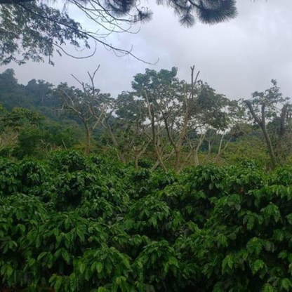 El Salvador Benefico San Miguel