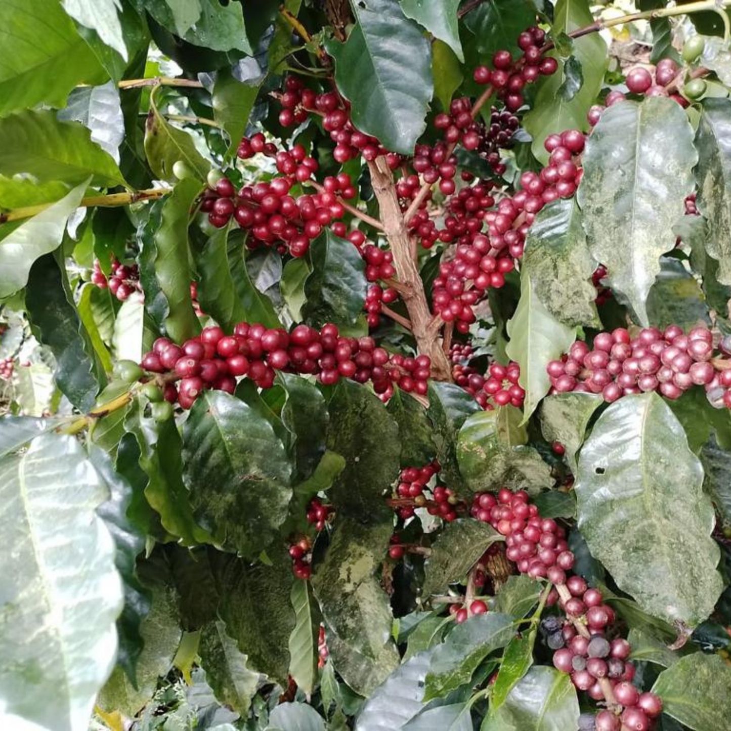 El Salvador Benefico San Miguel
