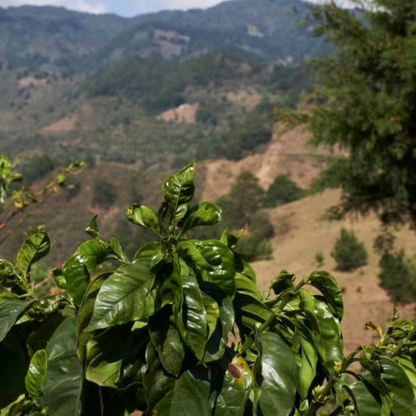 El Salvador Finca Milady